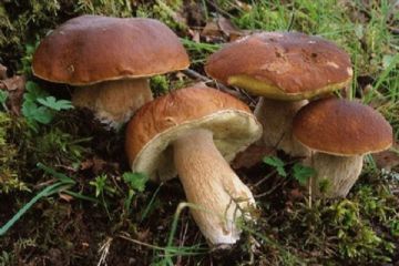 Corso formativo di preparazione per rilascio idoneità alla vendita e preparazione di funghi epigei freschi spontanei 