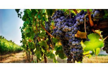 Manifesto Vendemmia