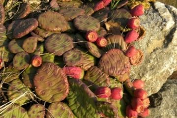 Fichi d'india endemici